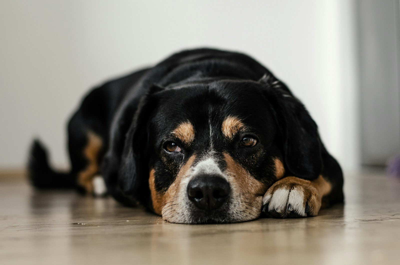 10 Essential Dog Health Issues: Recognize Signs and Act Fast
