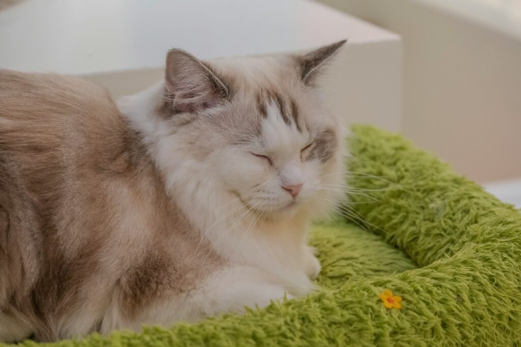 Ragdoll: The Floppy Napper