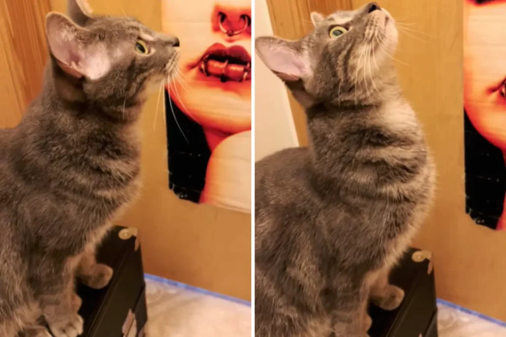 Owner Chooses Wolf-Inspired Name for Kitten - What She Does as She Grows Up Surprises Everyone