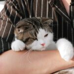 3. Forcing Cuddles When Your Cat Hasn't Asked for Them
