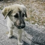 Leaner Bodies, Shorter Statures Mark Survival Edge