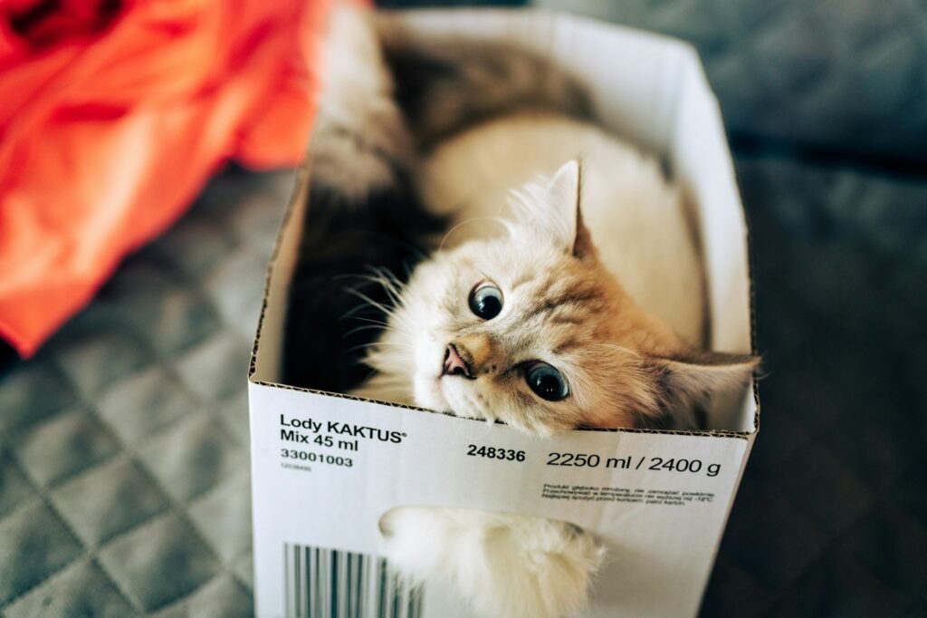 1. Cardboard Boxes: The Ultimate Cat Kingdom 