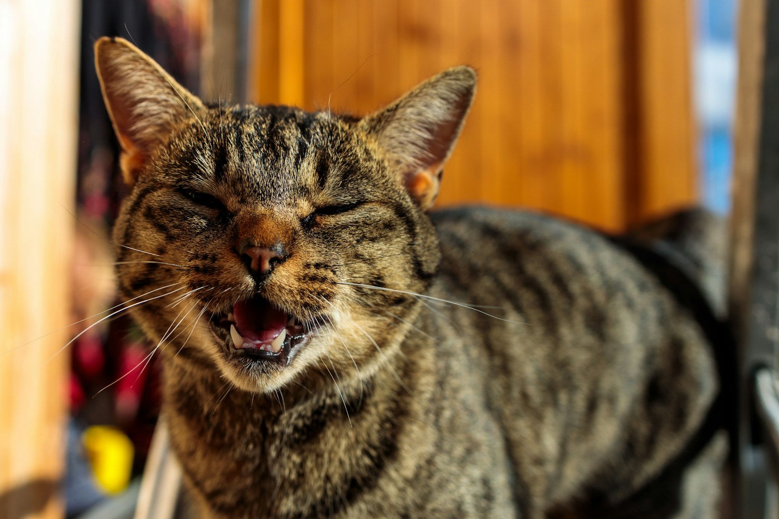 Yes, Your Cat Absolutely Changes Their Meow on Purpose