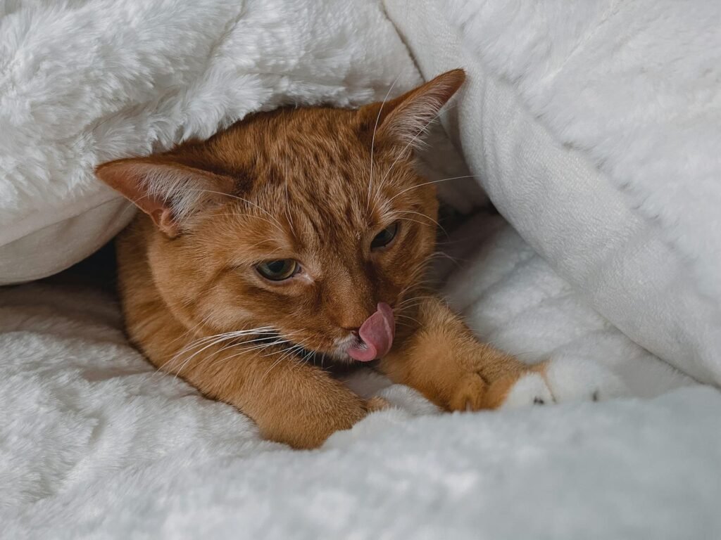 Kneading Surfaces to Create Their Ideal Sleep Spot