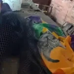 Arvada Authorities Rescue 114 Cats from Condemned Home, Owners Face Animal Cruelty Charges