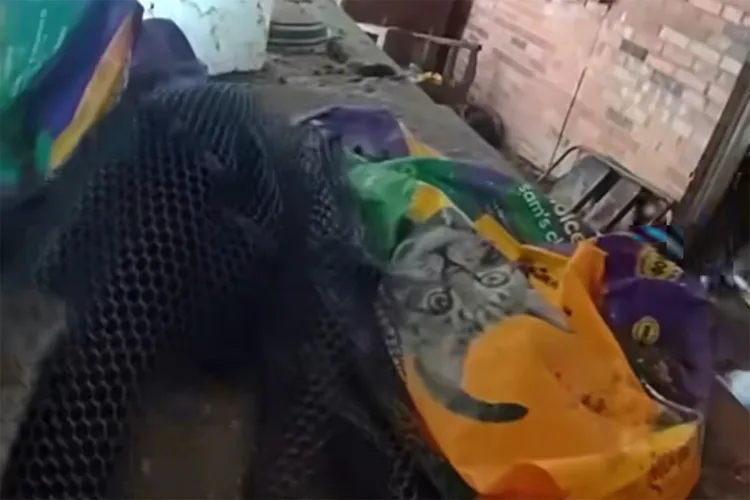 Arvada Authorities Rescue 114 Cats from Condemned Home, Owners Face Animal Cruelty Charges