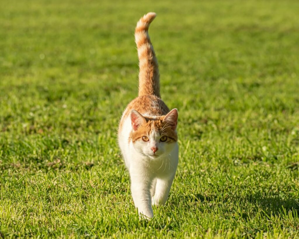 The Tail: Your Cat's Emotional Barometer