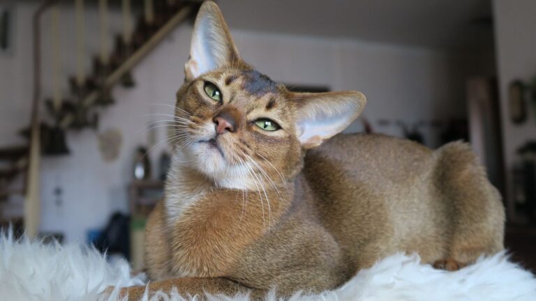 8 Cat Breeds Known for Their Extraordinary Intelligence and Problem-Solving Skills