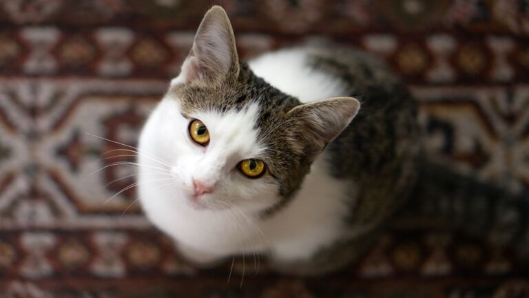 9 Signs Your Cat Is Secretly Protecting You From Invisible Threats