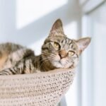 10 Common Myths About Cat Behavior Debunked by Experts