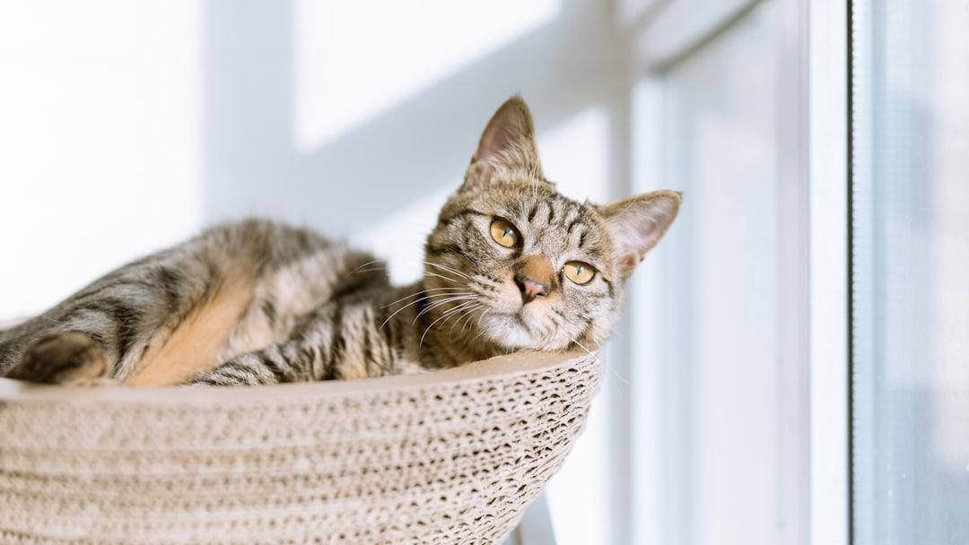 10 Common Myths About Cat Behavior Debunked by Experts