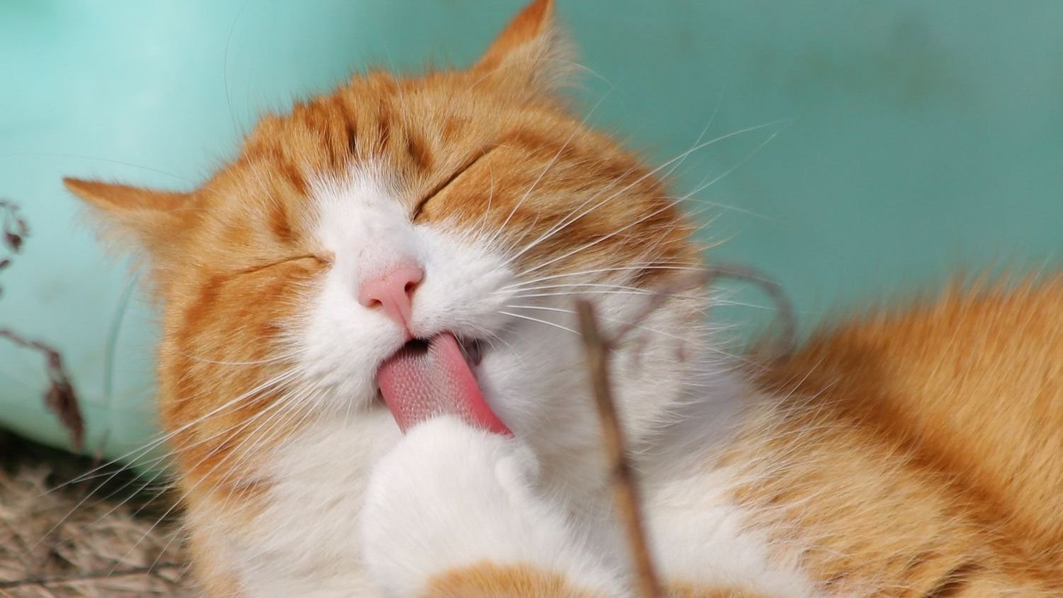Your Cat's Grooming Habits Reveal More Than Just Cleanliness