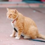 7 Common Misconceptions About Cat Behavior That Could Harm Your Feline Friend