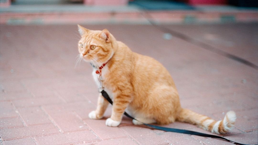 7 Common Misconceptions About Cat Behavior That Could Harm Your Feline Friend