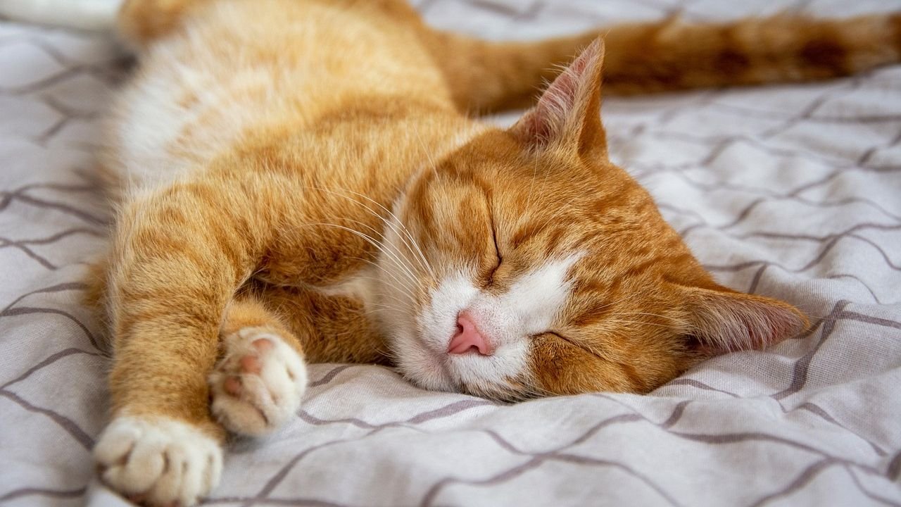 Cats Are Masters of Conservation: Their Naps Are Strategic