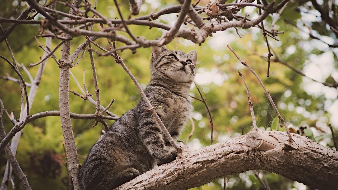 Your Cat's Preference for High Perches Is Pure Instinct