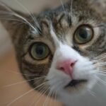 A Cat's Curiosity Is a Window into Their Intelligence