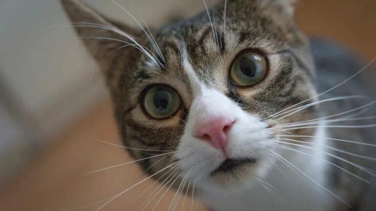 A Cat's Curiosity Is a Window into Their Intelligence