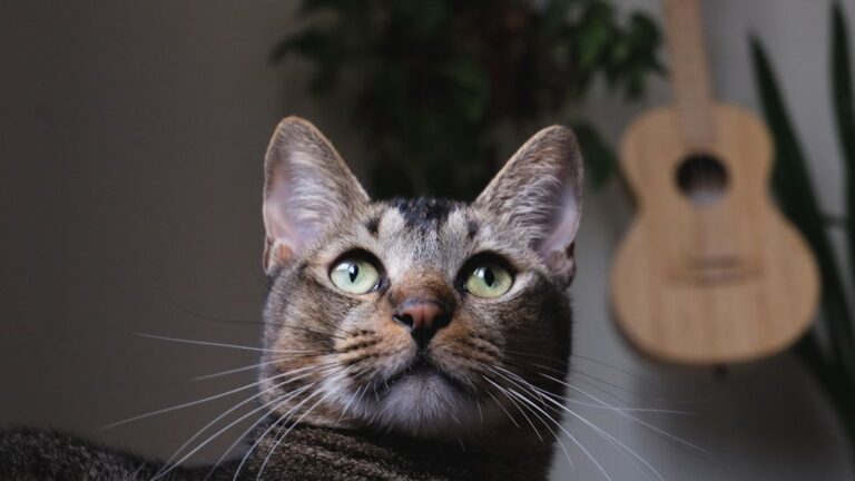 Cats Don't Just Hear; They Interpret the World Through Sound