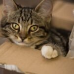 Your Cat's Obsession with Boxes Isn't Just a Quirk; It's Comfort