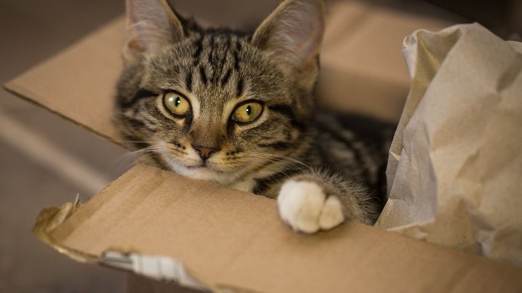 Your Cat's Obsession with Boxes Isn't Just a Quirk; It's Comfort