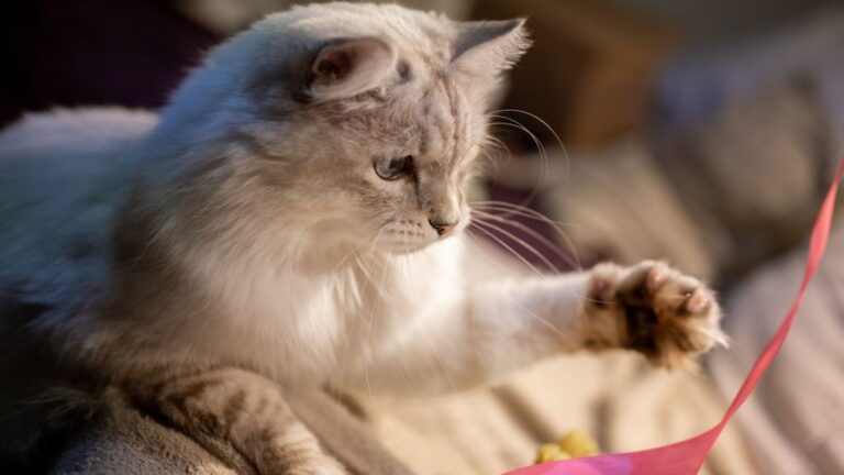 11 Indoor Games That Will Keep Your Cat Mentally Stimulated and Happy