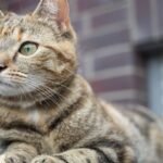 9 Clever Ways Cats Communicate Their Needs Without a Single Meow