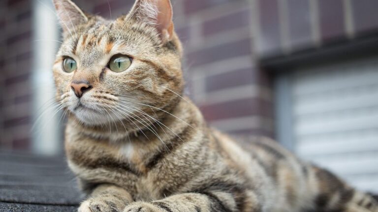 9 Clever Ways Cats Communicate Their Needs Without a Single Meow