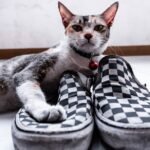 12 Common Household Items That Are Surprisingly Irresistible to Cats