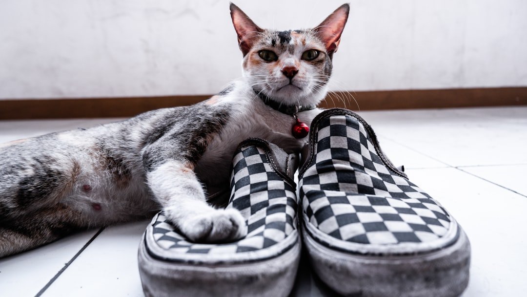 12 Common Household Items That Are Surprisingly Irresistible to Cats