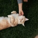 11 Feline Behaviors That Are Actually Compliments in Disguise