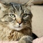 8 Ways Your Cat's Purr Is More Than Just a Sign of Happiness