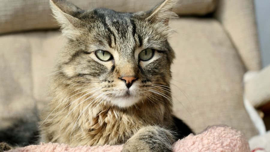 8 Ways Your Cat's Purr Is More Than Just a Sign of Happiness