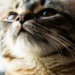Cats Often Perceive the World Through Scents We Can Barely Imagine