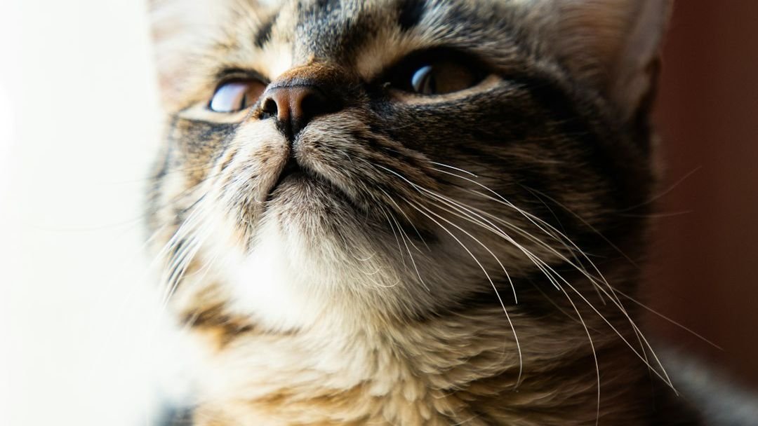 Cats Often Perceive the World Through Scents We Can Barely Imagine