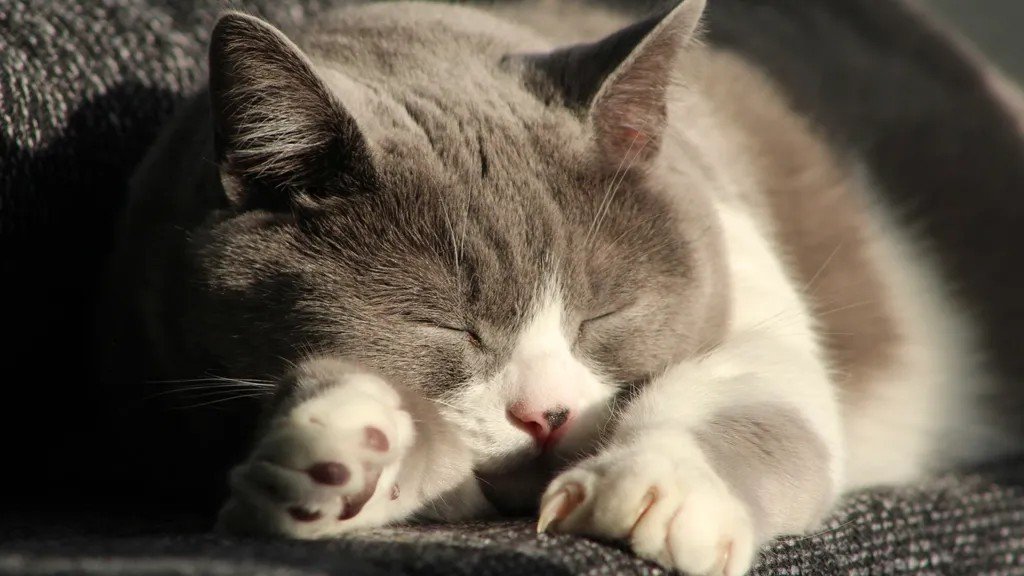 9 Ways Your Cat's Sleeping Habits Reveal Their Inner Contentment