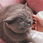 A Cat's Morning Greetings Are a Complex Ritual of Affection and Expectation