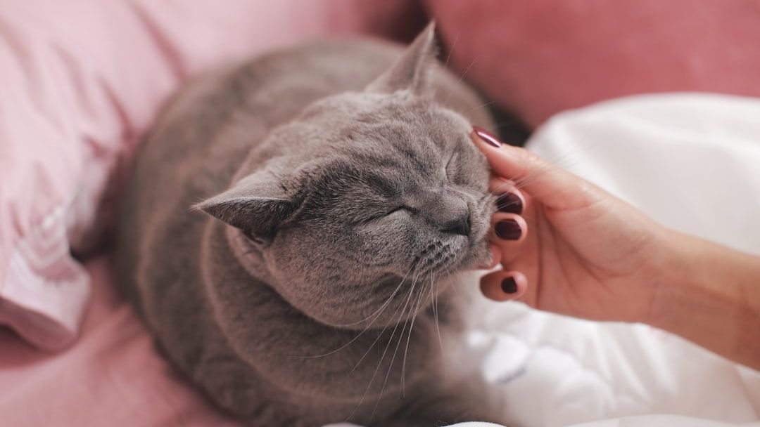 A Cat's Morning Greetings Are a Complex Ritual of Affection and Expectation