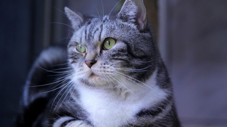 Cats Often Prefer Routine, Finding Comfort in the Predictability of Their Day