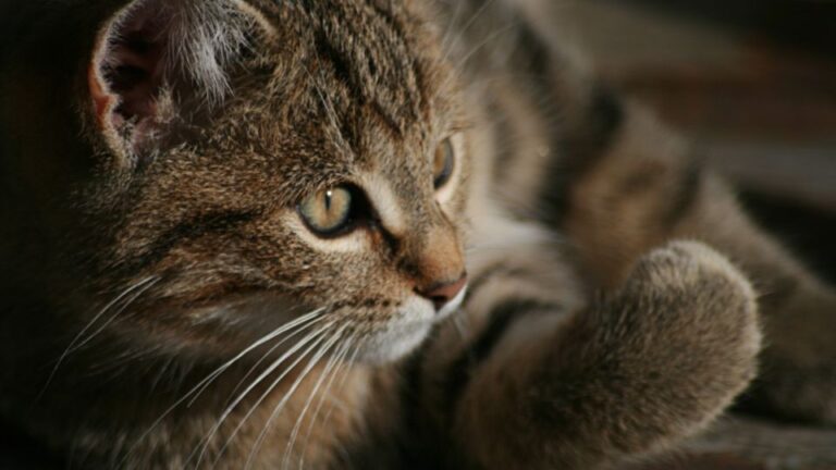 The Unique Scent Mark of Your Cat Is Their Personal Signature on Your Home