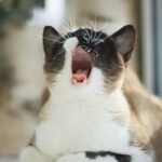 10 Subtle Sounds Your Cat Makes That Are Actually Urgent Messages