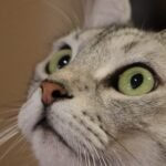 Decode Your Feline's Gaze: What Their Eyes Are Truly Telling You