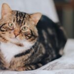 Cats Don't Just Sleep All Day: They're Actively Protecting Your Home