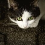 10 Ancient Instincts Still Driving Your Modern House Cat's Behavior