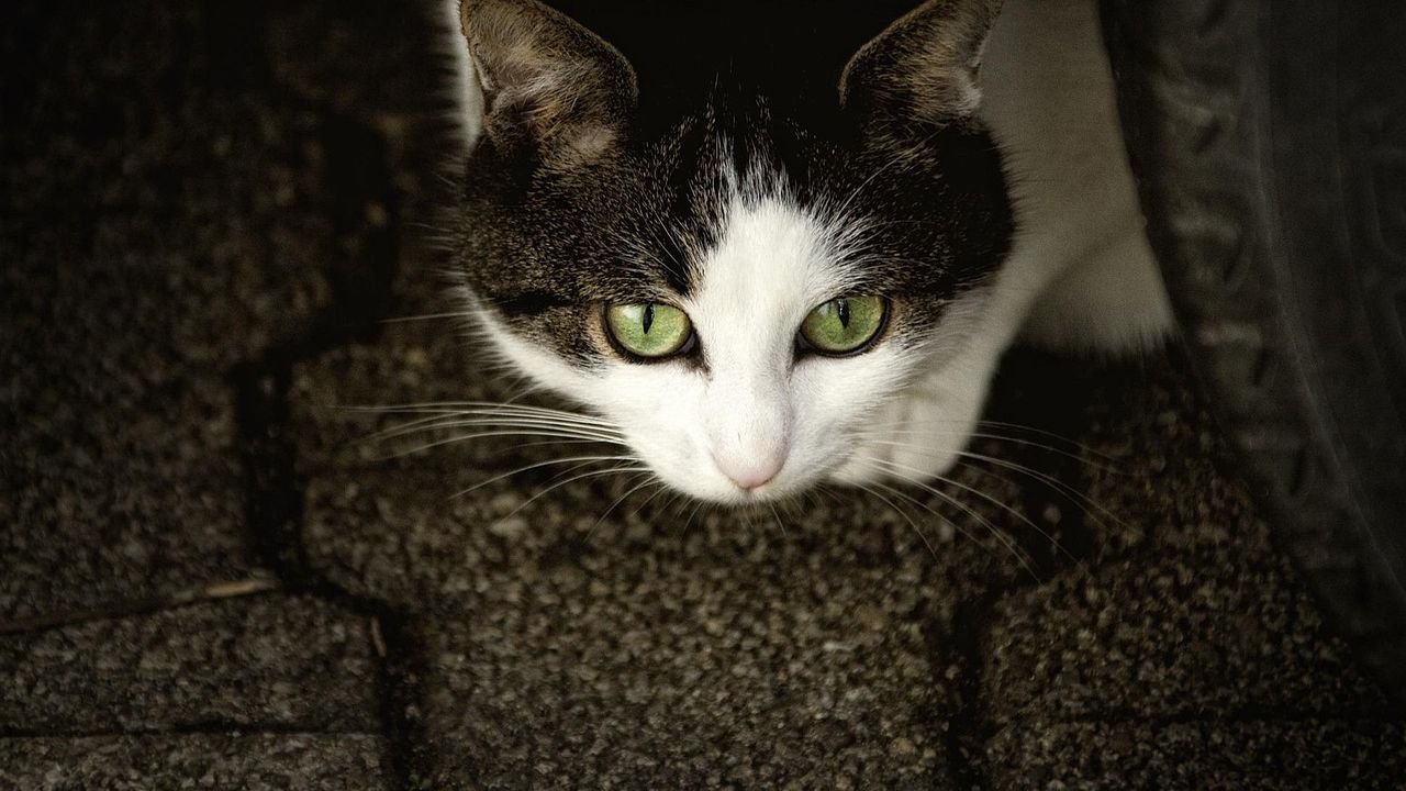 10 Ancient Instincts Still Driving Your Modern House Cat's Behavior