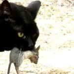 Unmasking the Enigma: Why Your Cat Brings You 'Gifts' (Even Dead Ones)