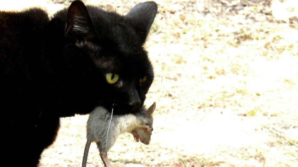 Unmasking the Enigma: Why Your Cat Brings You 'Gifts' (Even Dead Ones)