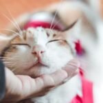 8 Ways Your Cat Shows Affection That You Might Be Completely Missing