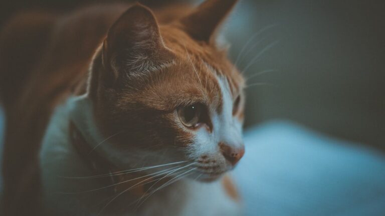 Cats Do Grieve: They Mourn Losses With Quiet Dignity and Deep Emotion