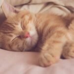 The Feline Architects: How Cats Design Their Perfect Sleep Sanctuaries